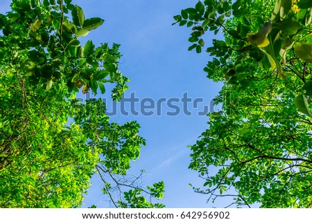 The branches of tree stand in front of beautiful sky background.