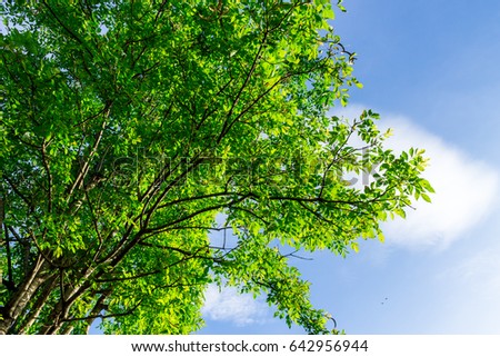 The branches of tree stand in front of beautiful sky background.