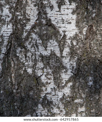 Wood birch tree texture background pattern. Black and white picture. Image of bark
