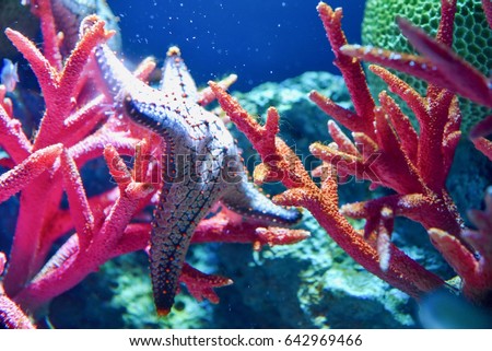 Colorful Starfish at Sea Life Bangkok Ocean World Royalty-Free Stock Photo #642969466