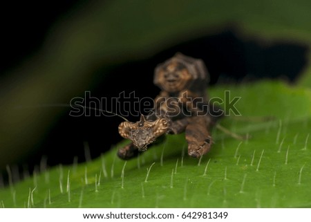 Mantis, brown mantis, black background