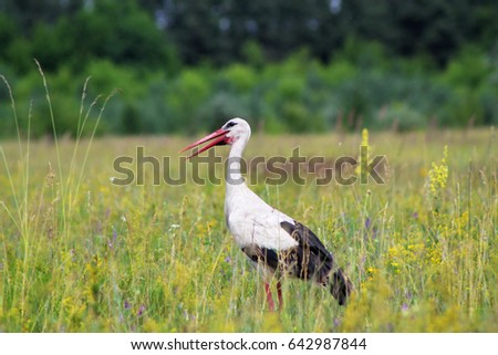 Photo of European white stork walking in field. Wildlife nature. Image of Ciconiidae family bird watching curiously. Rare european animal listed in Animals Red Book. Picture of wading bird in nature