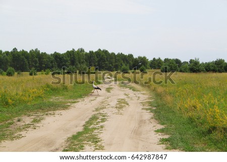 Photo of road running along the field to the forest