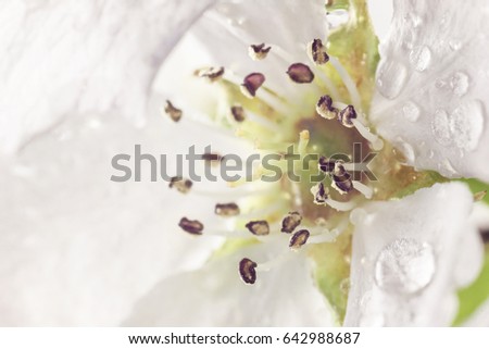 Water drops on a flower. Bright white droplets on the delicate petals. Stamens and pistils photographed with high magnification. The invisible world of plants and flowers.