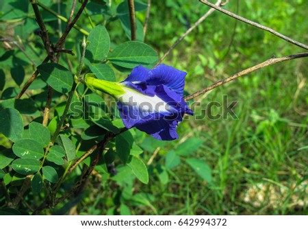 Butterfly pea or Pigeon wings blossom. Bluebells vine,Darwin pea