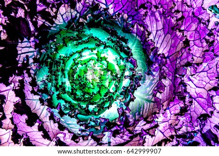 The elegance abstract arts kaleidoscope picture of mosaic for texture and background of beautiful violet, purple or dark pink flower looks like silk or fabric dress fashion 