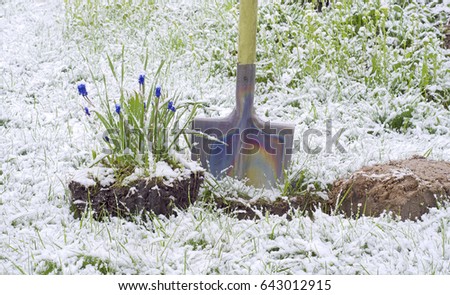 metal shovel and a Bush of blue flowers of Muscari ready for transplanting in the garden in the snow