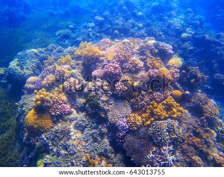 Underwater landscape with coral reef under sunlight. Diverse coral formation with seaweed. Undersea photo of tropical seashore. Sea animals and plants. Exotic seashore. Marine environment untouched