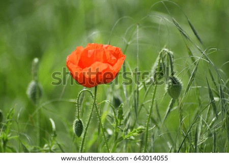 Single poppy in nature 