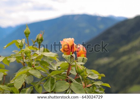 Gorgeous orange rose with many buds