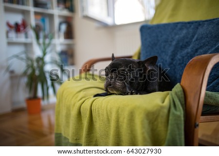 French bulldog relaxing on chair at home
