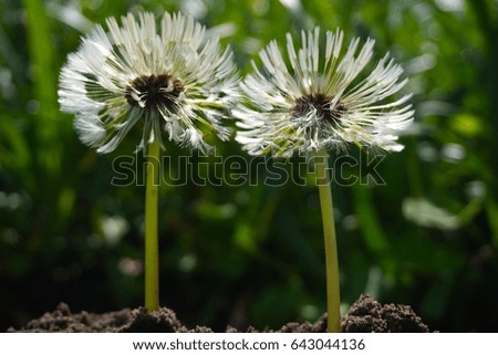 Two White Dandelion Head Outside In Spring Wet, Close ,Focus