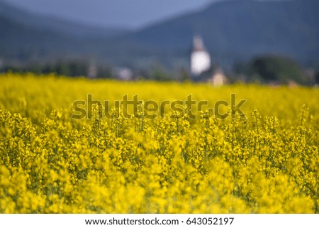 Agricultural spring colza and wheat field over village - rural scenery with church and houses in background - colorful photo 