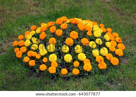 Yellow and orange marigold flowers on round flowerbed