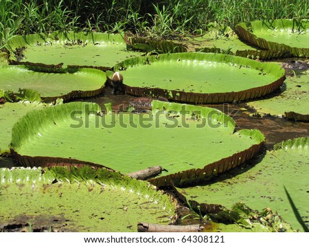 Victoria Regia leafs (waterlily) Amazon