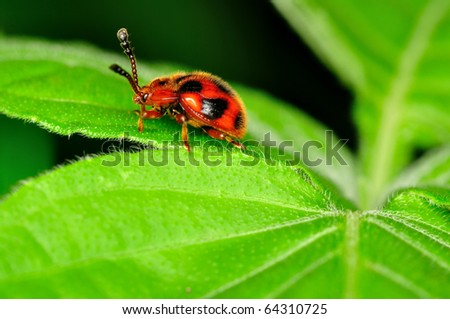 Ladybird. bug.