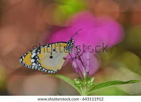 Butterfly in beautiful bokeh background