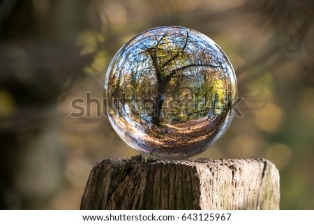 View of forest through a round glass
