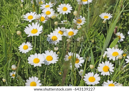 Daisies in the field
