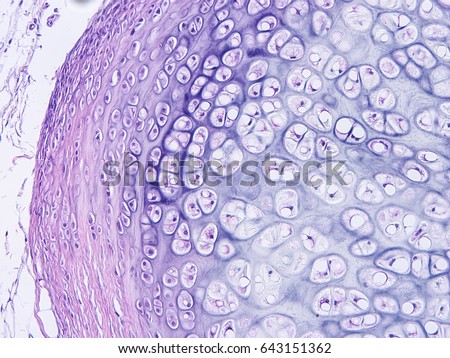 Histology of human cartilage connective tissue, show  hyaline and elastic cartilage with microscope view Royalty-Free Stock Photo #643151362