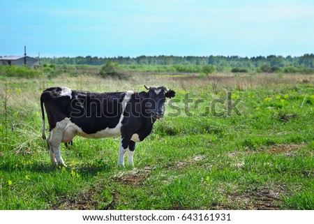 A white-black cow stands on a green field. There is a forest In the background.
