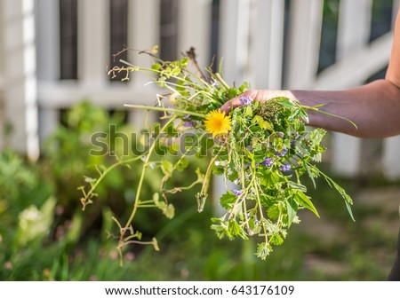 Woman holding a handful of weeds from garden - hands only, soft focus
