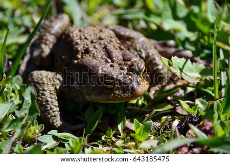 Frog on the grass