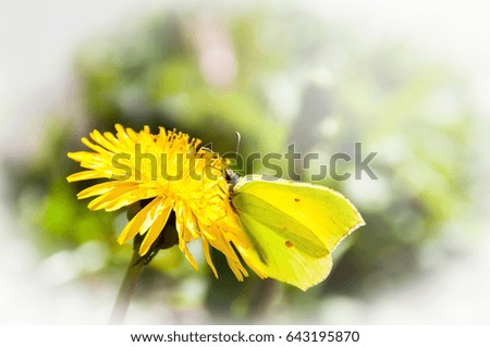 Cabbage yellow butterfly on the dandelion flower in spring garden. Selected focus.