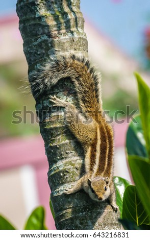 Squirrel looking at the camera while climbing on the tree top 