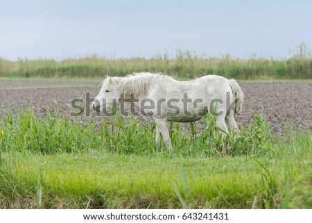  White camargue horse eating grass in a field 