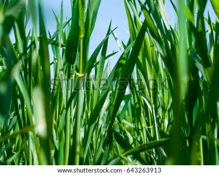 Winter wheat. Field, nature, background