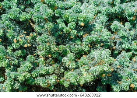 Decorative pine, natural background