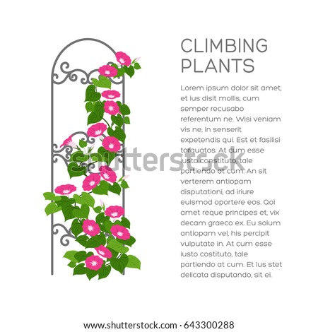 Landscaping and gardening banner, poster or brochure template with flat style illustration and place for text. Creepers colored icon. Vertical gardening sign. Outdoor decor element.