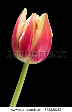 Red and yellow tulip on black