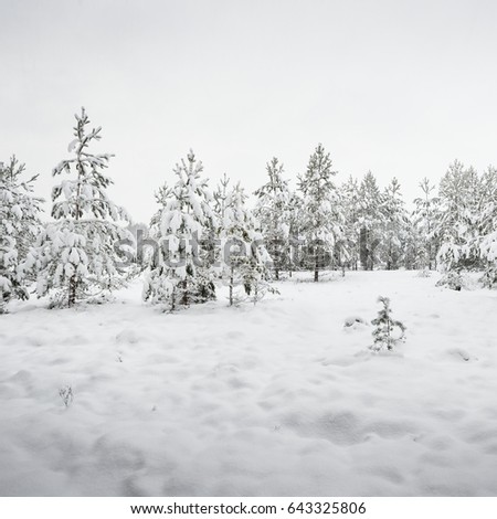 A group of small pine trees in a winter forest on a hazy winter day in Latvia