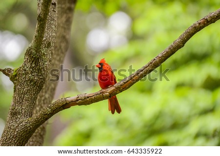 Cardinal in the Tree