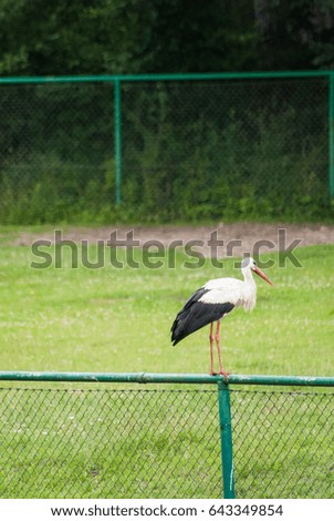 Stork sitting on a fence