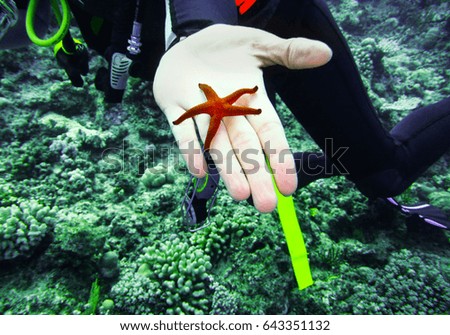 A diver holding starfish, sea star in palm, hand underwater.