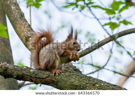 Squirrel sits on a branch and gnaws nuts close up