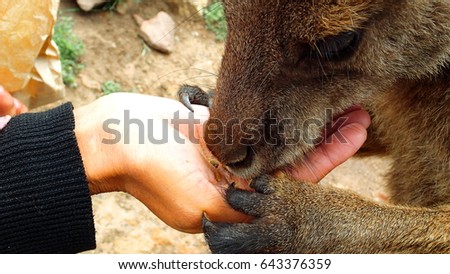 Feeding a kangaroo