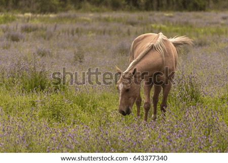 Horse grazing, flowers, landscape, live.