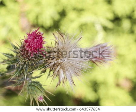 A Single Thistle ;  picture of a white flaking Thistle 