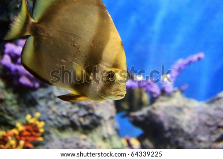 tropical sea fish in aquarium