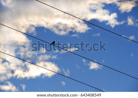 Electric Cable and sky and bird 