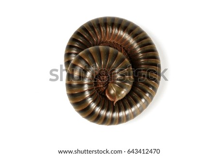 Siamese Pointy Tail Millipede rolled into a circle isolated on white background .