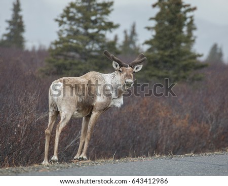A Young Bull Caribou in Denali National Park