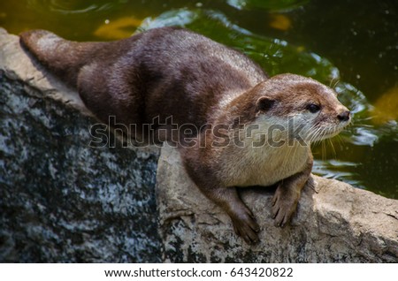 Otter, Lutra lutra in zoo