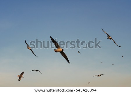 Group of Birds flying at sunset