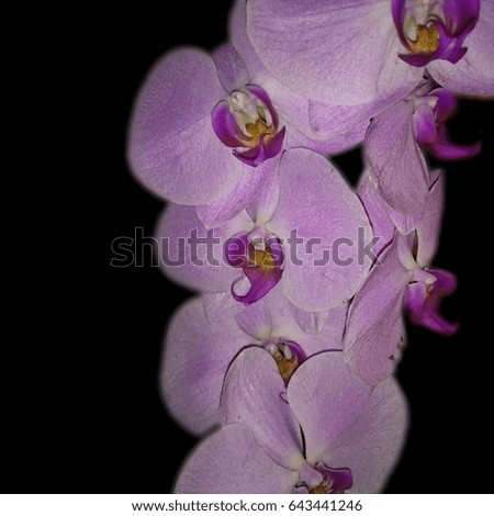 A bunch of purple orchids on a black background. This photo was taken in Brisbane, Australia.