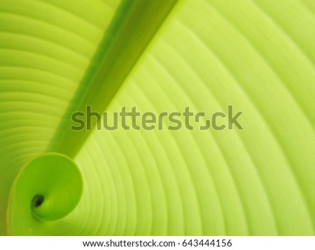 Abstract background,selective focus,banana leaf with a pattern,beautiful view from the inside.          
